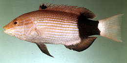 Image of Black-banded hogfish