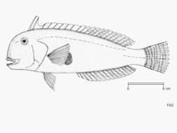 Image of Two-spot Razorfish