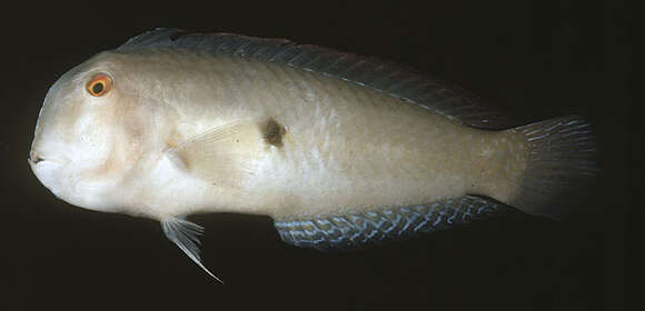 Image of Two-spot Razorfish