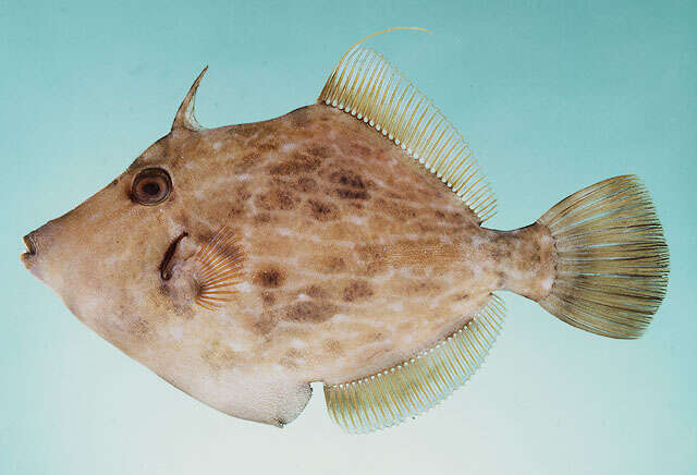 Image of Reticulated leatherjacket