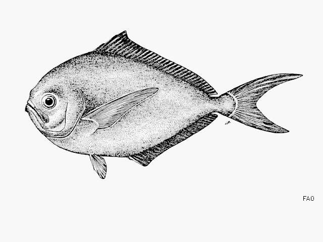 Image of Lesser Bream