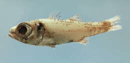 Image of Robust cardinalfish
