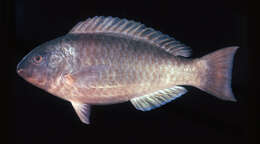 Image of Greenband parrotfish