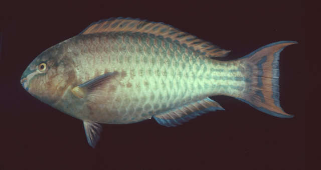 Image of Greenband parrotfish