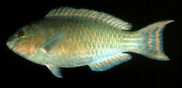 Image of Greenband parrotfish