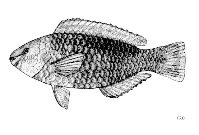 Plancia ëd Scarus fuscopurpureus (Klunzinger 1871)