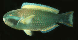 Image of Purplestreak parrotfish