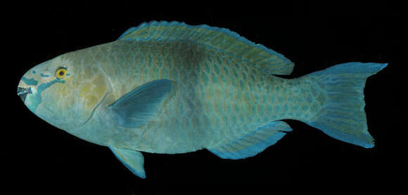 Image of Gulf parrotfish