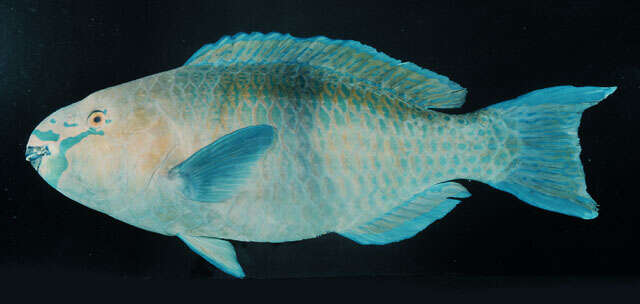 Image of Gulf parrotfish