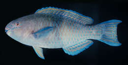 Image of Gulf parrotfish