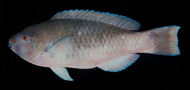 Image of Gulf parrotfish