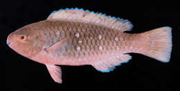 Image of Gulf parrotfish