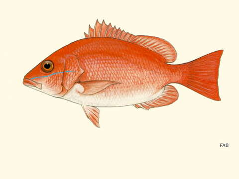 Image of Gorean Snapper