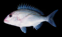 Image of Frenchman seabream