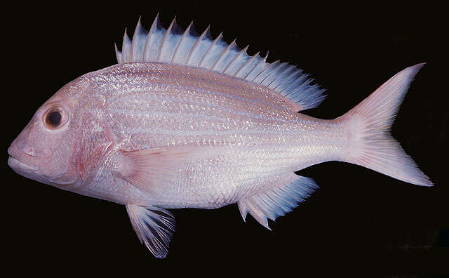 Image of Frenchman seabream