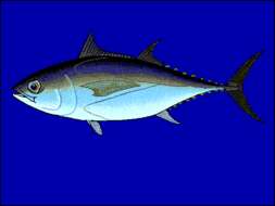 Image of Albacore