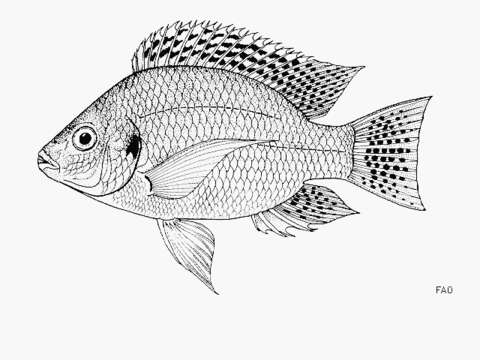 Image of Tanganyika tilapia