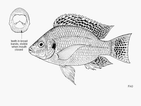 Image of Tanganyika tilapia