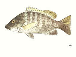 Image of Papuan black bass