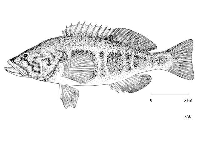 Serranus atricauda Günther 1874 resmi