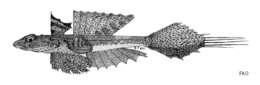 Слика од Foetorepus calauropomus (Richardson 1844)