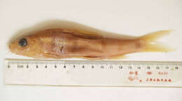 Image of Trilobed-lip barbel