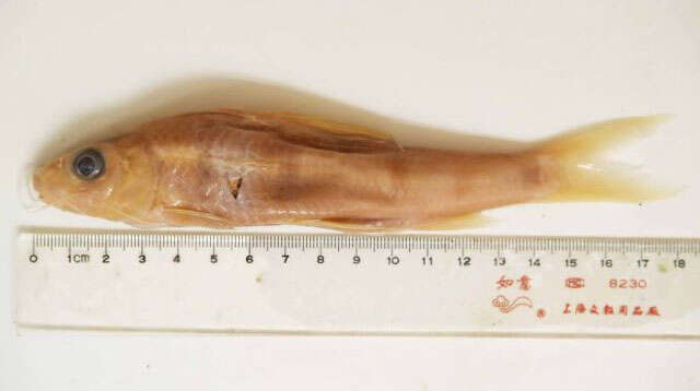 Image of Trilobed-lip barbel