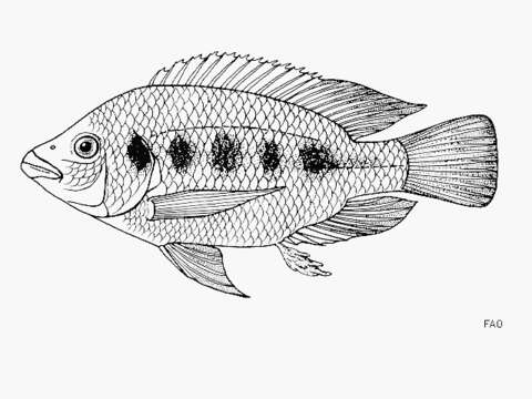 Image of Karomo tilapia