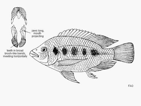 Image of Karomo tilapia