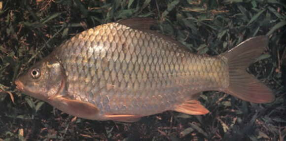 Image of Cyprinus acutidorsalis Wang 1979