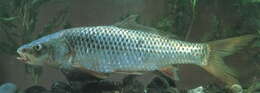 Image of Long pectoral-fin carp