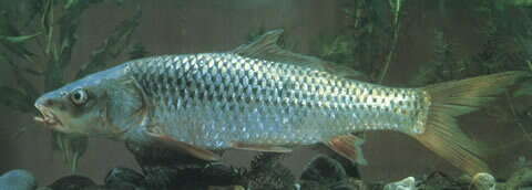 Image of Long pectoral-fin carp