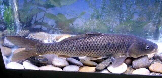 Image of Long pectoral-fin carp