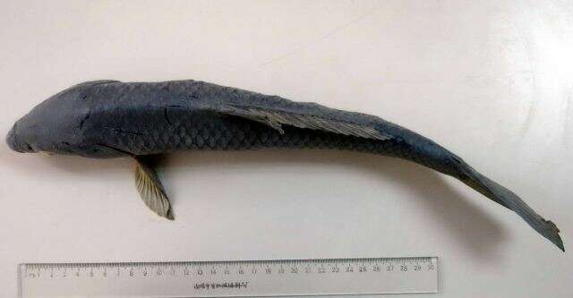 Image of Long pectoral-fin carp