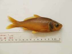 Image of Barbless carp