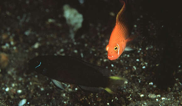 Image de Pseudochromis steenei Gill & Randall 1992