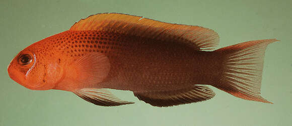 Image de Pseudochromis steenei Gill & Randall 1992