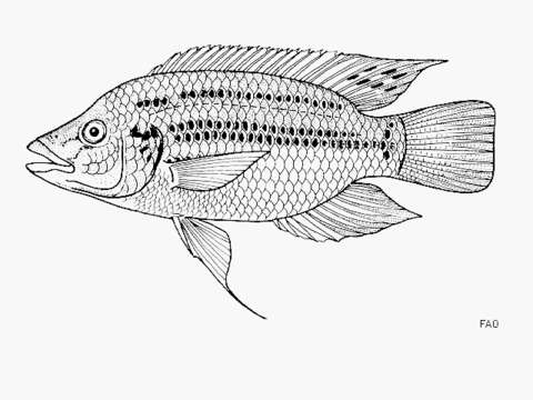 Image of Korogwe tilapia