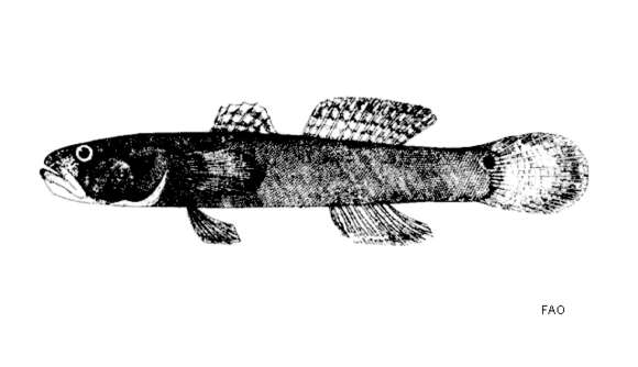 Image of Bostrychus