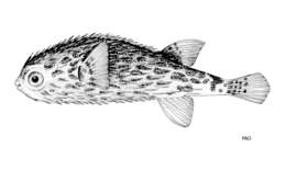 Image of Pelagic Porcupinefish