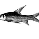 Cyclocheilichthys enoplos (Bleeker 1849) resmi