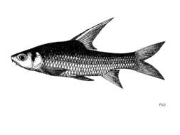 Imagem de Cyclocheilichthys enoplos (Bleeker 1849)