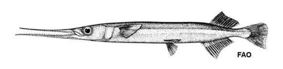 Image of Urville&#39;s longtom