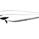 Phalacronotus bleekeri (Günther 1864) resmi