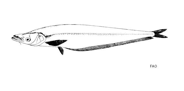 Image of Phalacronotus bleekeri (Günther 1864)