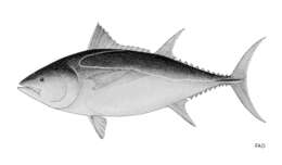 Image of Southern Bluefin Tuna