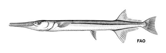 Image of Alligator gar