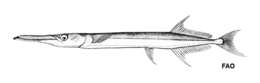 Image of Spongyjaw longtom