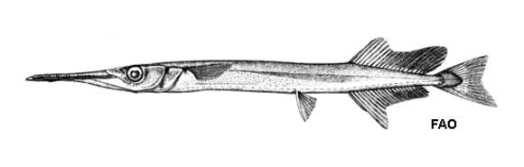 Image of Spongyjaw longtom