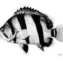 Image of Finescale tigerfish